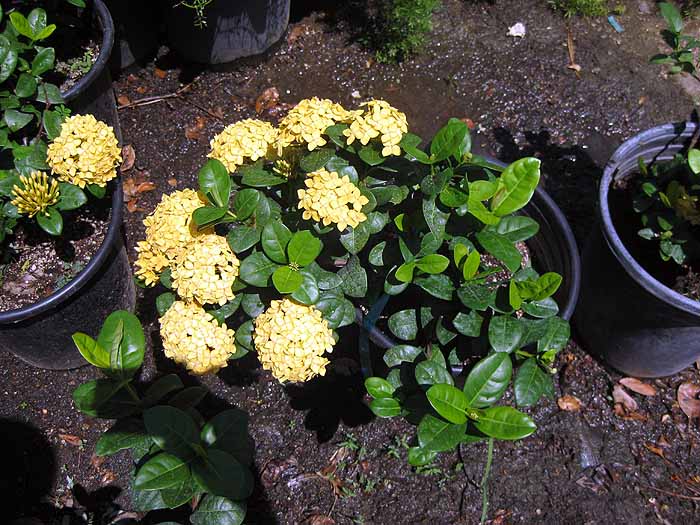 Ixora coccinea